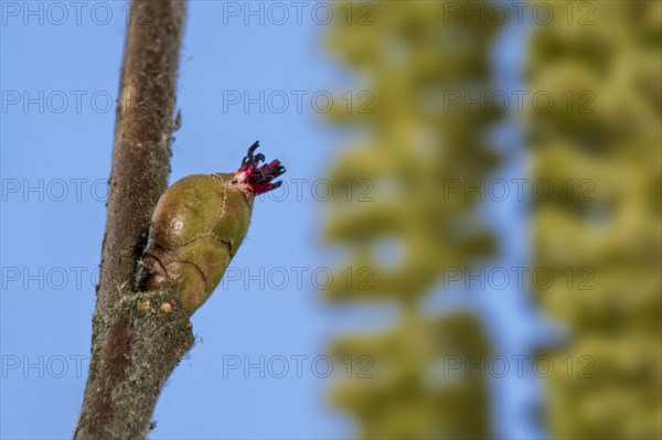 Common hazel