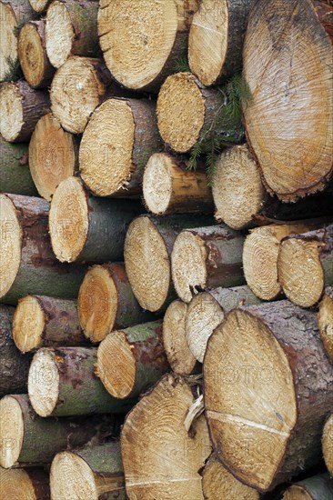 Stack of cut Norway spruce