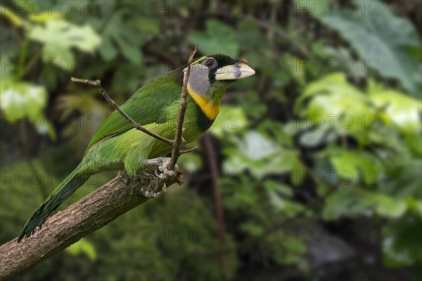 Fire-tufted barbet