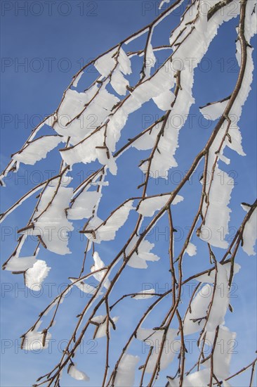 Twigs of broad-leaved tree covered in white hoar frost and snow in winter showing ice crystal formation pointing in same direction by wind