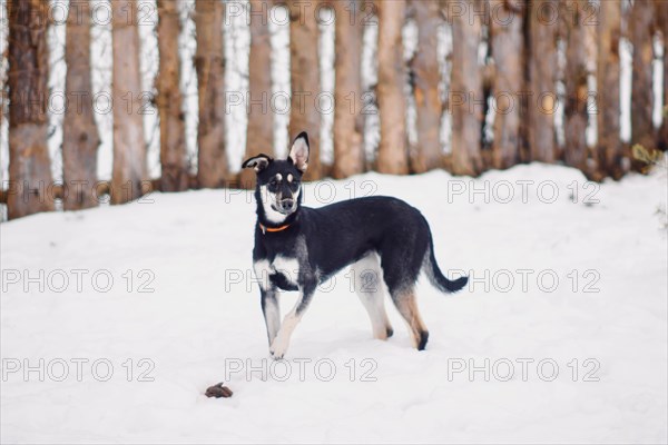Scared little cute mongrel dog walking in the snow at a dog shelter
