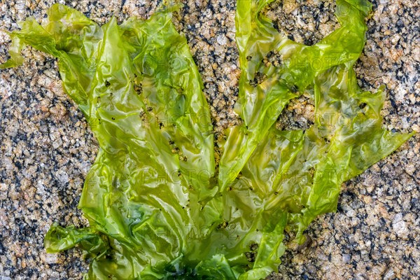 Sea lettuce