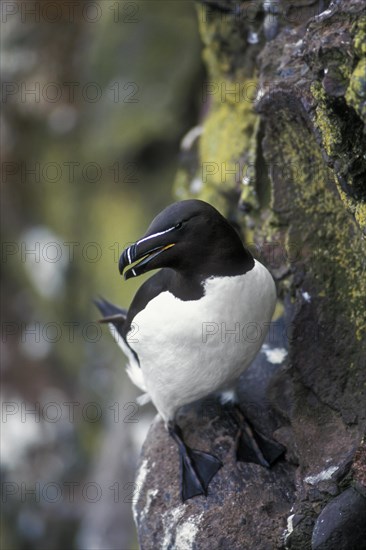 Razorbill