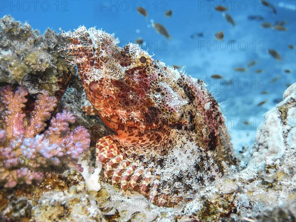 Scorpionfish