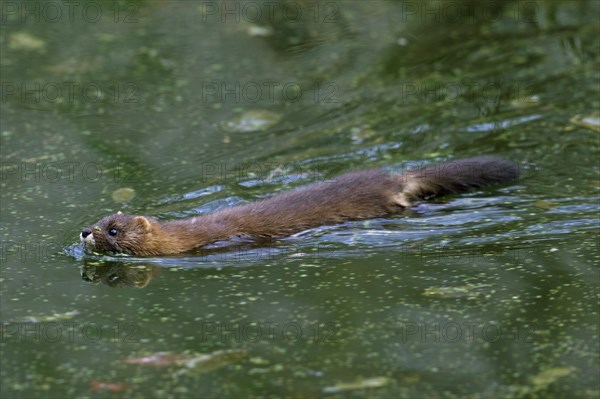 European mink