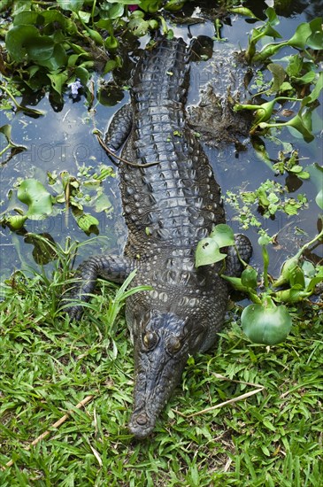 American crocodile