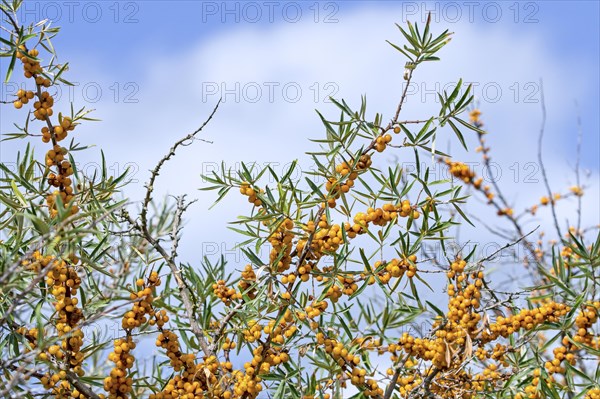 Orange berries of the common sea buckthorn