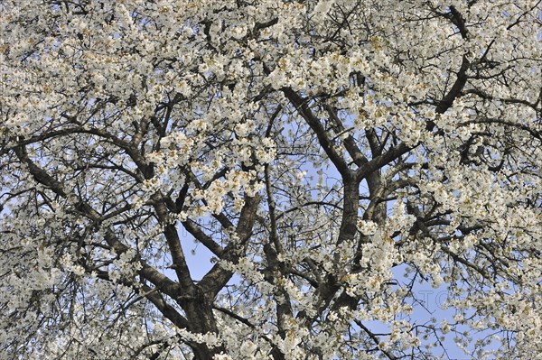 Cherry tree blossoming