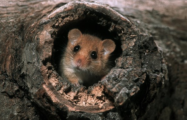 Common dormouse