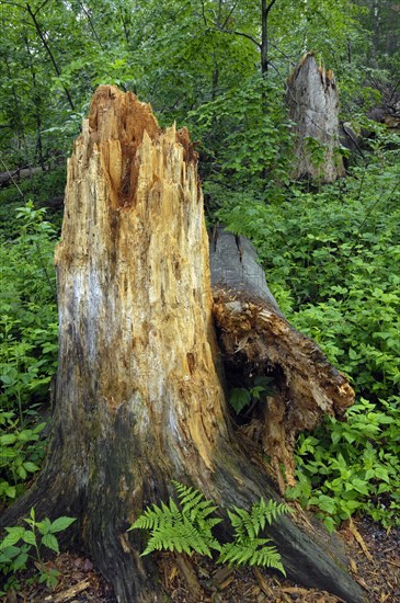 Broken tree trunk