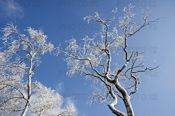 Snow and hoar frost covered birch trees against blue sky in winter