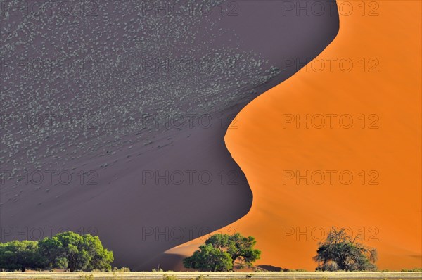 Trees in front of red sand dune of the Sossusvlei