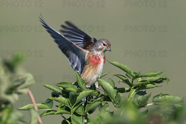 Linnet