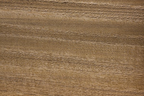 Wood grain of the hardwood Pericopsis elata