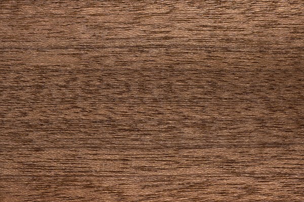 Wood grain of Sapele