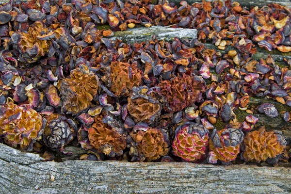 Cones of Swiss pine