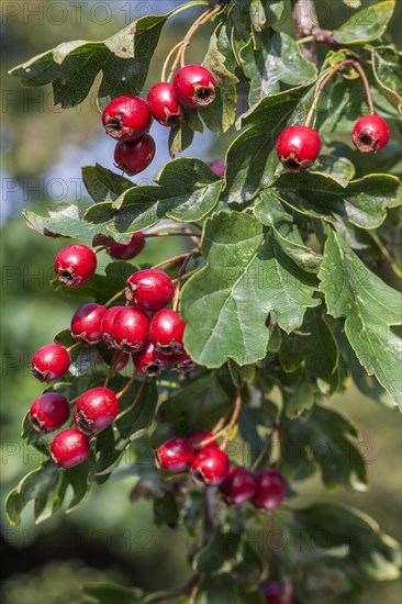 Common hawthorn