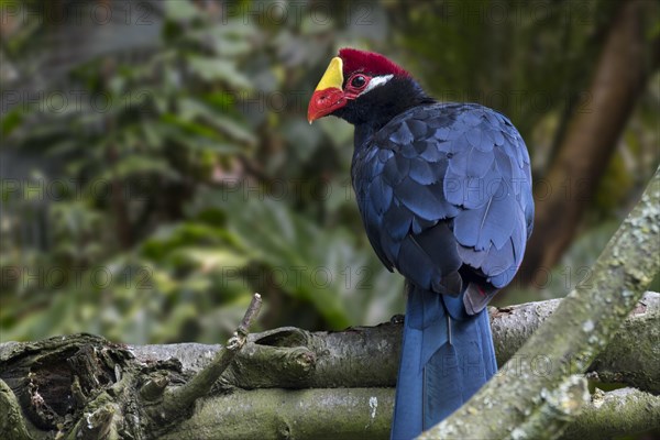 Violet turaco