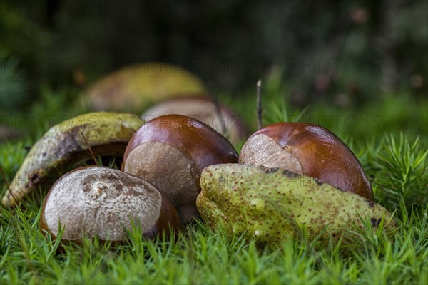 Fallen conkers