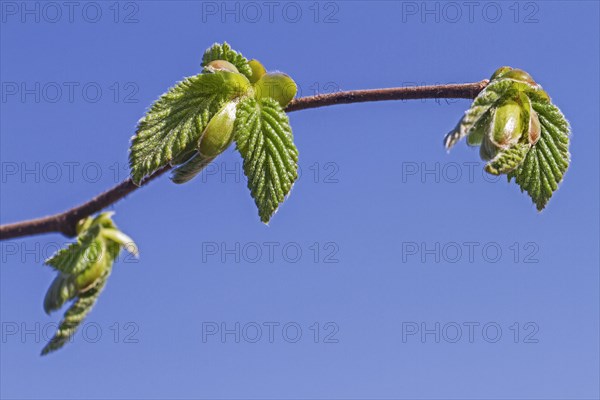 Buds opening and leaves emerging from common hazel