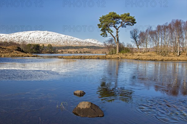 Scots pine