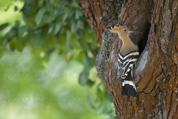 Eurasian hoopoe