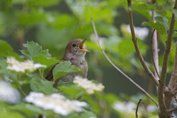 Singing common nightingale