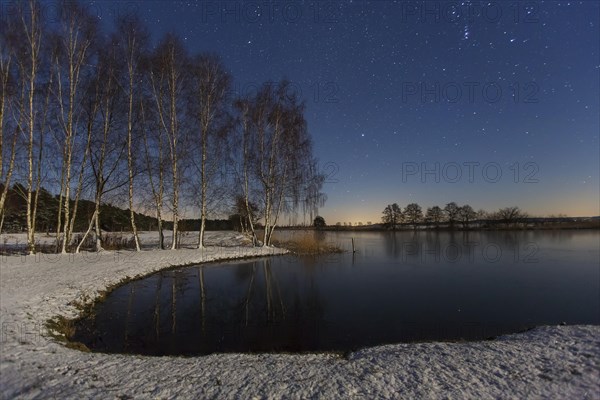 Birch trees at night in winter at the Biosphere Reserve Biosphaerenreservat Flusslandschaft Elbe