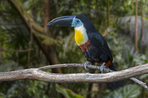 Channel-billed toucan