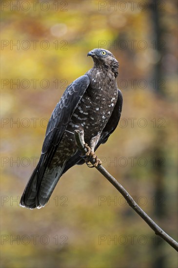 European honey buzzard