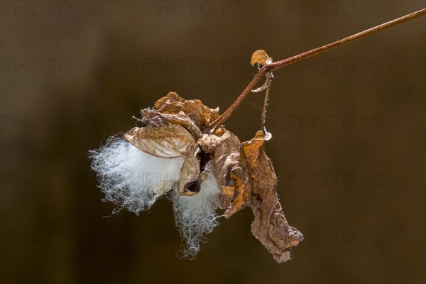 Long staple cotton