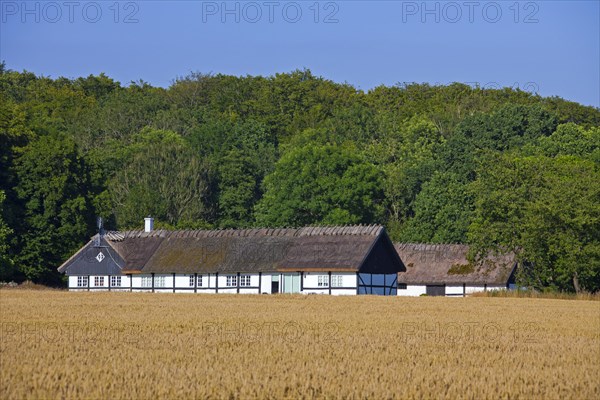 Traditional farmhouse with thatched roof in wheat field