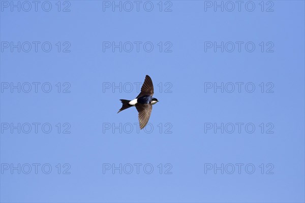 Common house martin