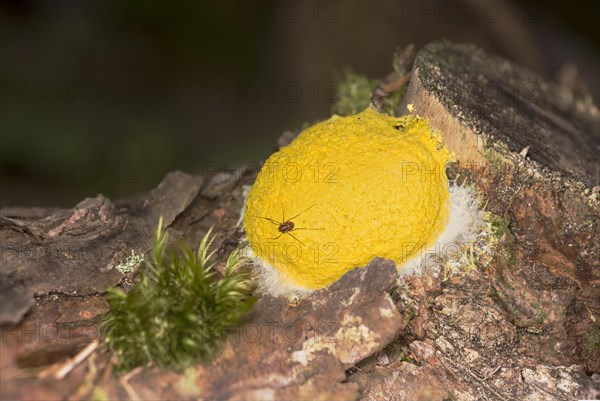 A weaver's gargoyle on the mobile slime mould yellow blossom