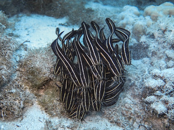 Shoal of striped eel catfish