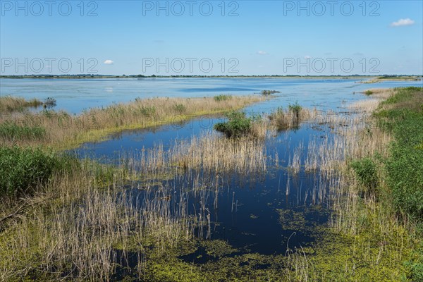 Fish pond