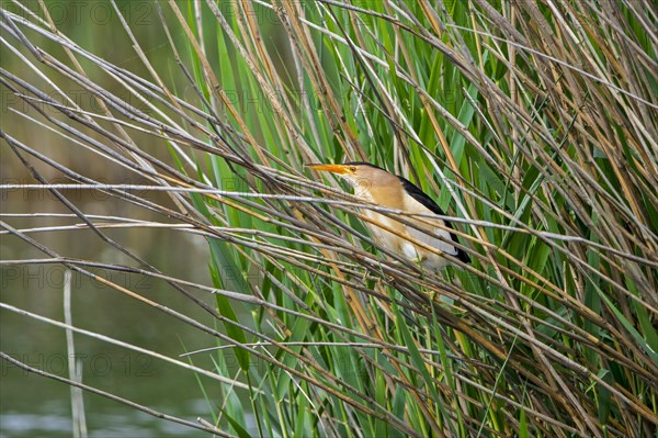 Common little bittern