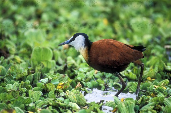 African jacana