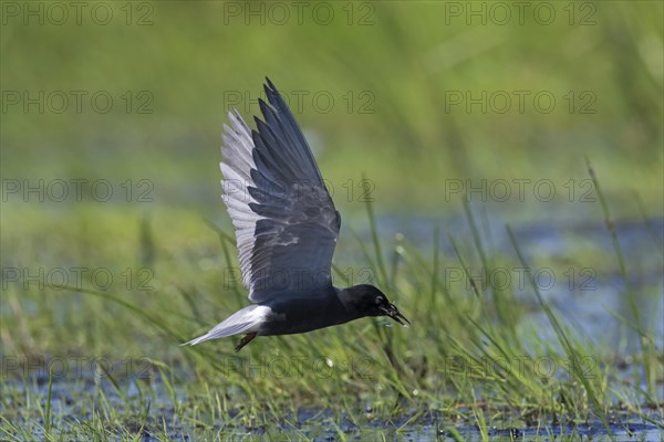 Black tern