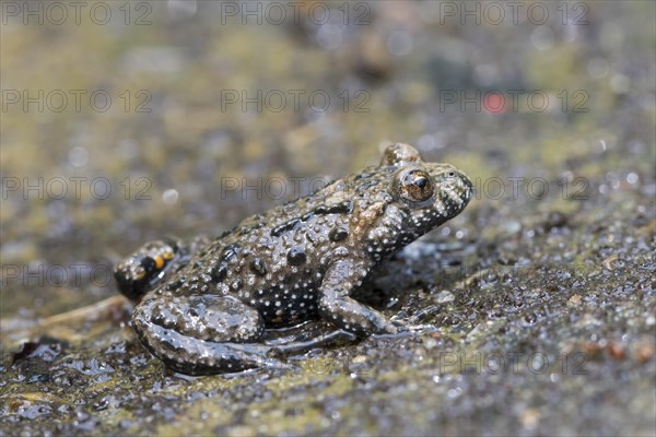 European fire-bellied toad