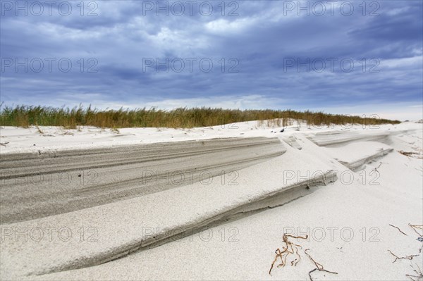 Sandy beach face and sand dune along the Baltic Sea at the Western Pomerania Lagoon Area National Park