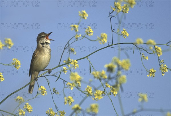 Great Reed Warbler