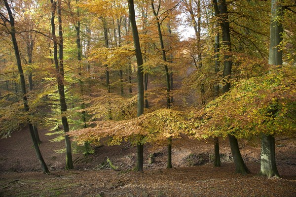 Beech forest with foliage in fall colors in autumn