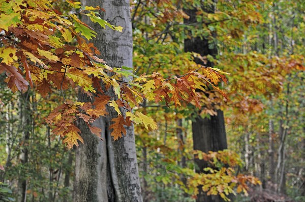 Leaves in autumn colours of northern red oak