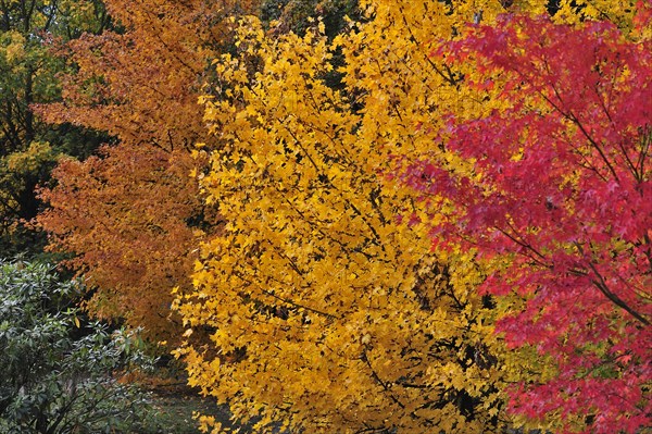 Colourful maples in Japanese garden in autumn at Hasselt