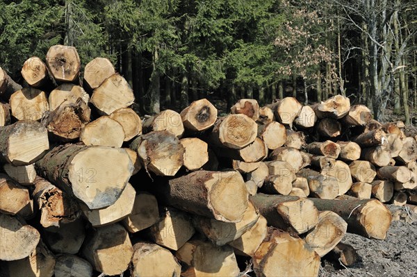 Wood pile of cut timber from pine forest in the Ardennes