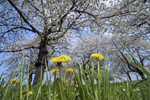 Dandelions