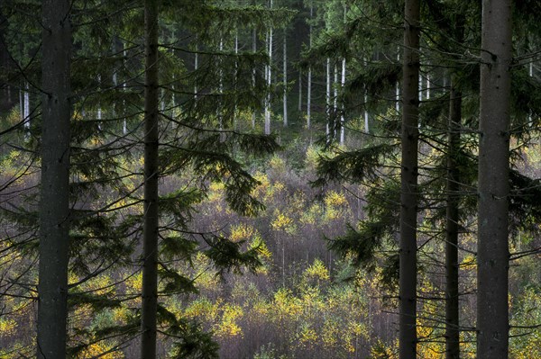 Mixed forest showing pine trees on slope and birches growing in valley