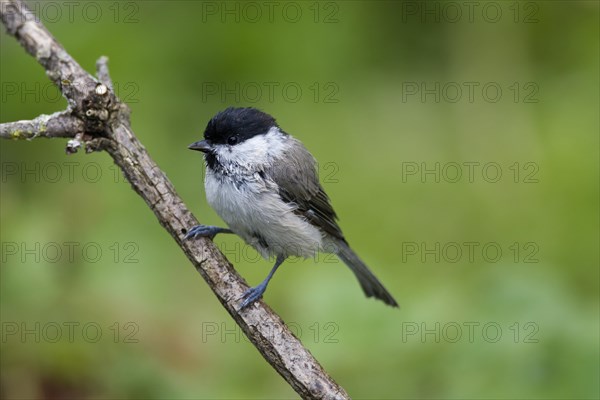 Marsh tit