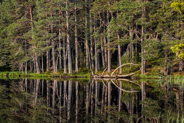 Scots pine trees on the shore of Loch Garten